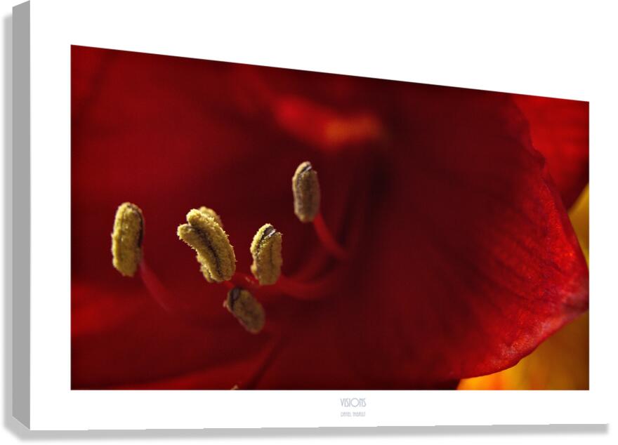  Q8A0438 Canvas Print