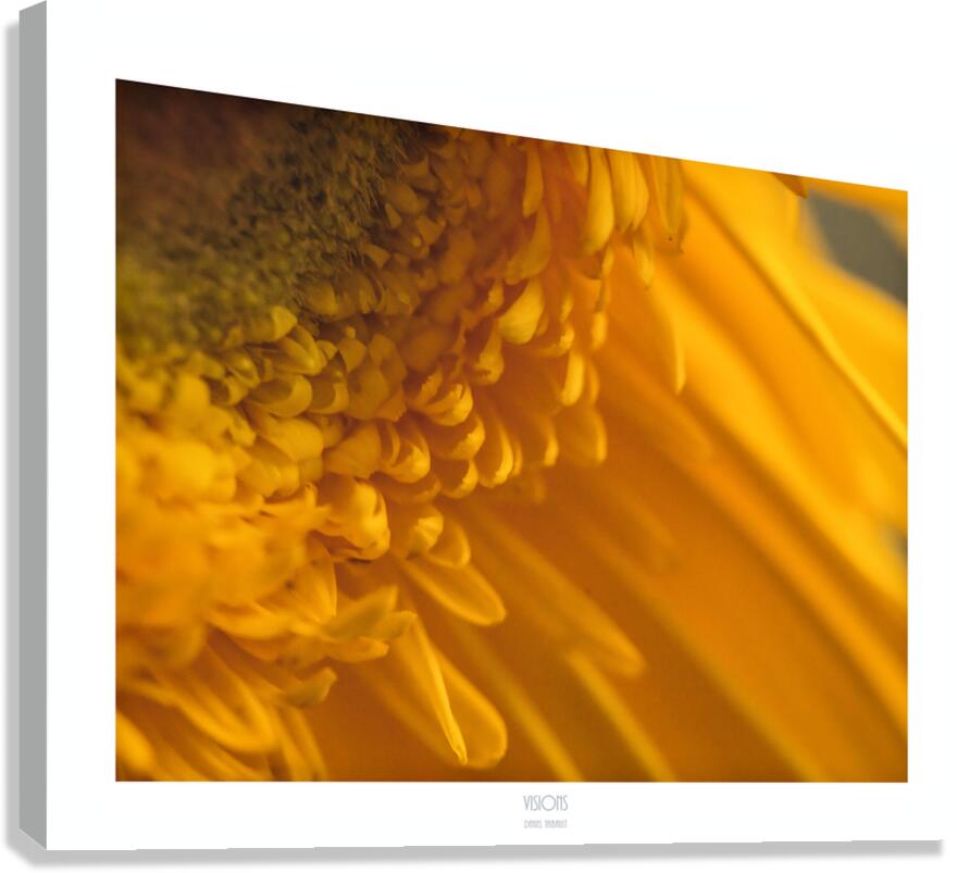  44A2736 Canvas Print