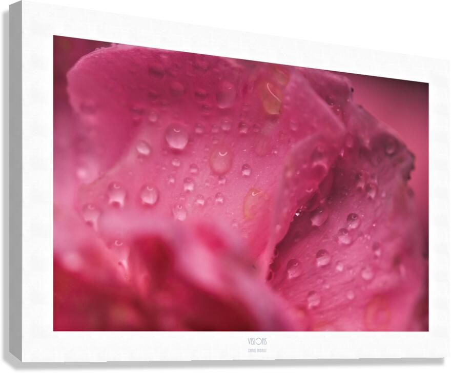  44A2515 Canvas Print