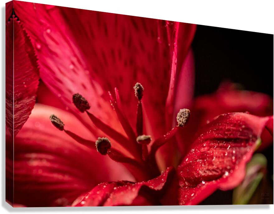 044A3405 Canvas Print