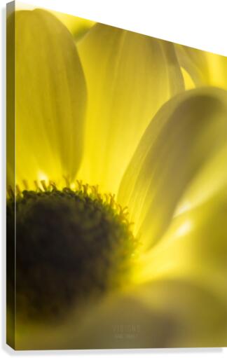 Jaune 4 Canvas Print