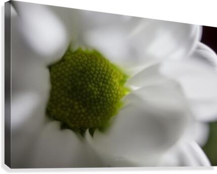 Purete Canvas Print