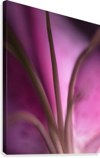 Pinky 4 Canvas Print