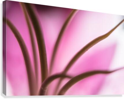 Pinky 3 Canvas Print