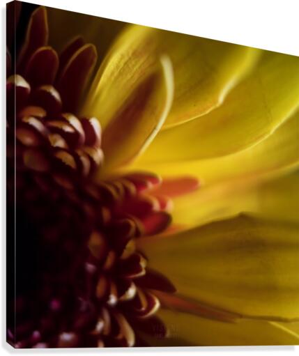Jaune 2 Canvas Print