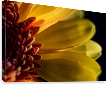Jaune 1 Canvas Print