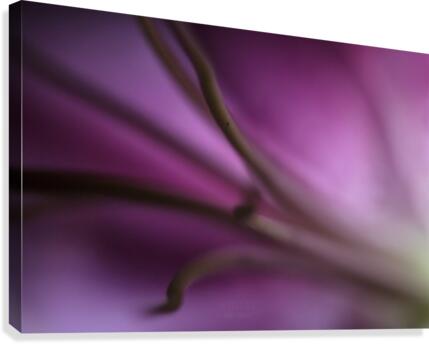 Pinky 1 Canvas Print