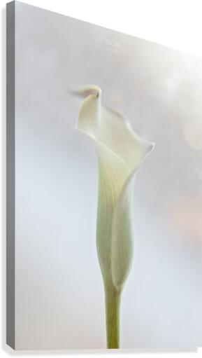 Douce Celestine Canvas Print