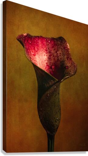 Le Calice Canvas Print