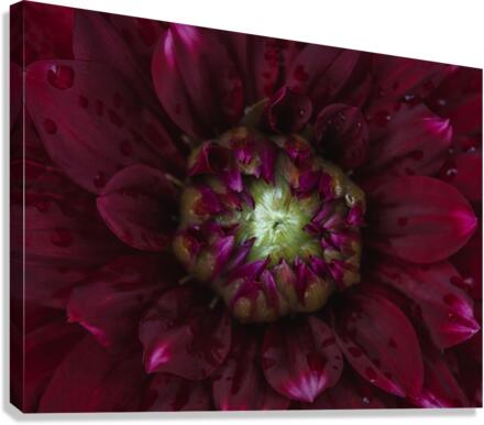 Red Mood 2 Canvas Print