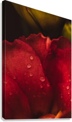 Red Mood XIII Canvas Print