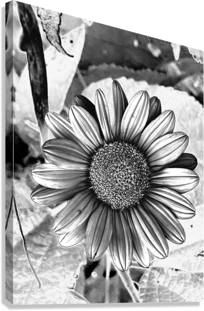 Thin-leaf sunflower BWC Canvas Print