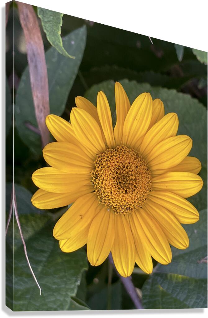 Thin Leaf Sunflower CRC Canvas Print