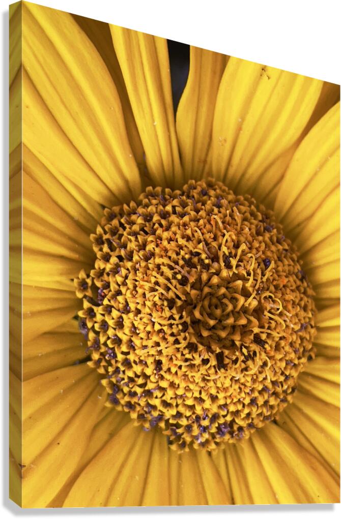 Seeding Canvas Print