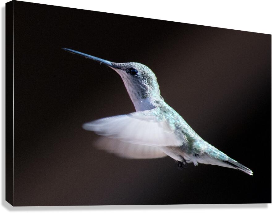 Hummingbird Canvas Print