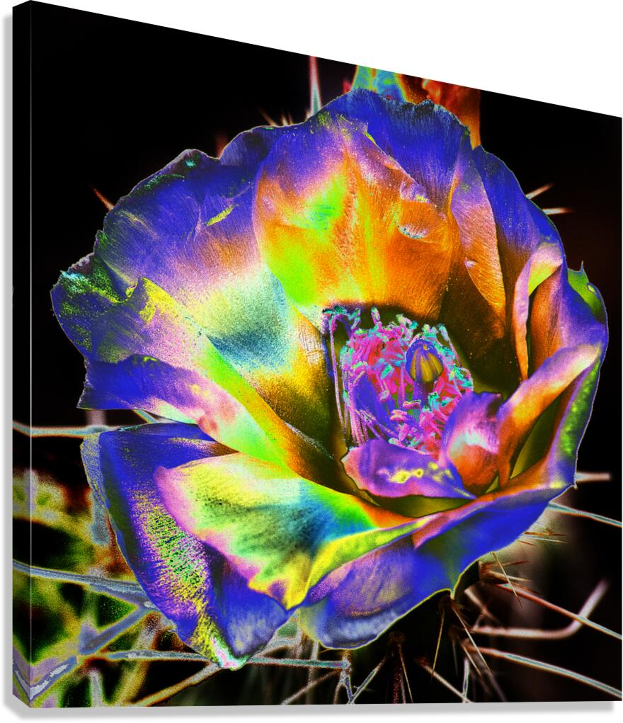 Desert Bloom crc Canvas Print