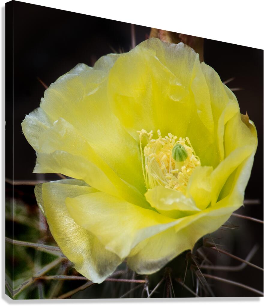 Desert Bloom Canvas Print