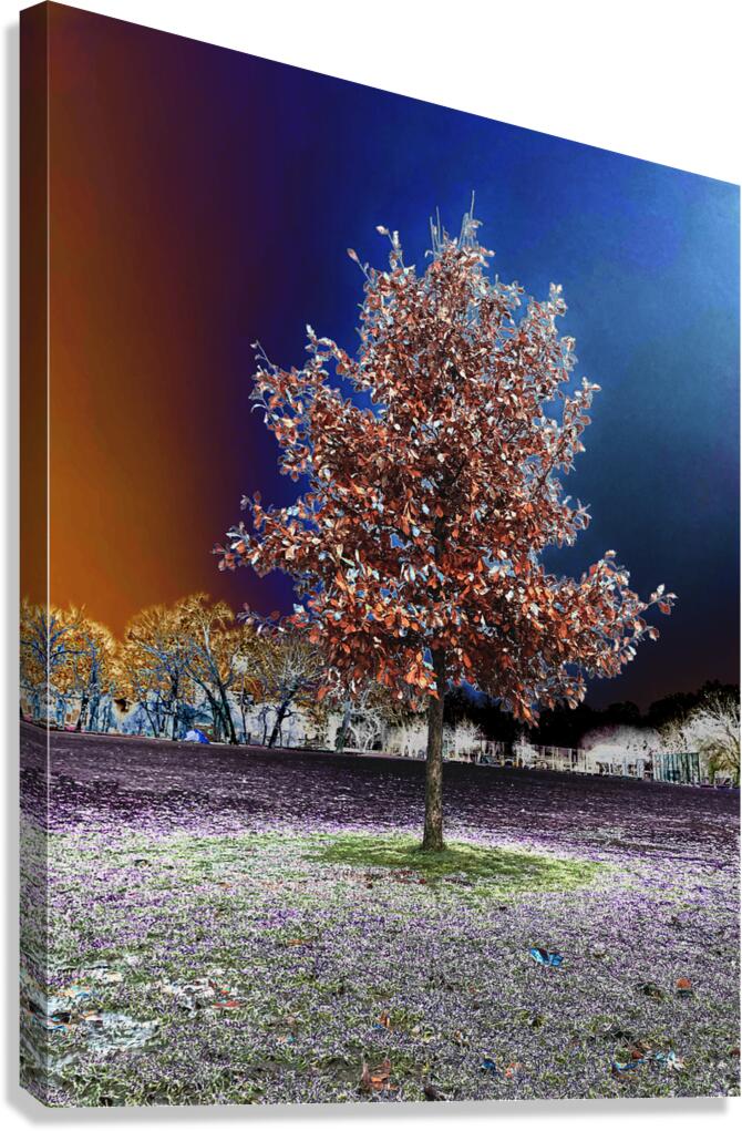 Winter Transition Canvas Print