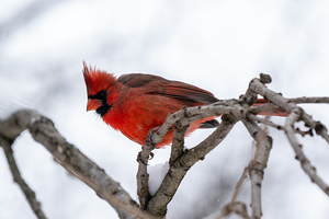 Northern Cardinal