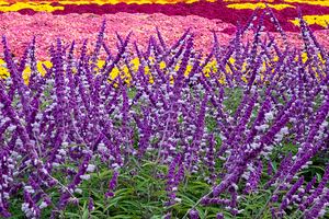 Skullcap Flowers