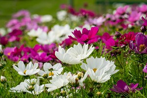 White Coreopsis at the Botanical Gardens