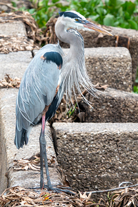 Great Blue Heron