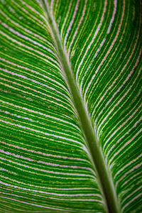 Green Calathea Leave