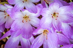 Purple Crocus Flowers