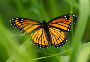 Monarch Butterfly