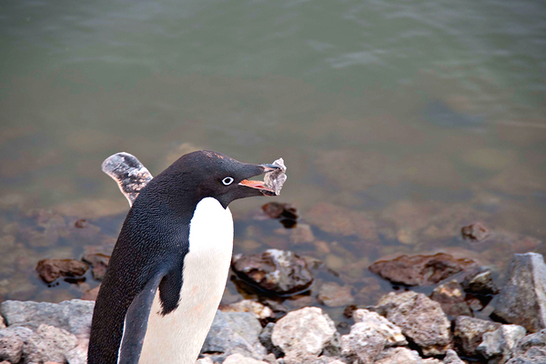 Adelie Penguin Carrying a Rock Print