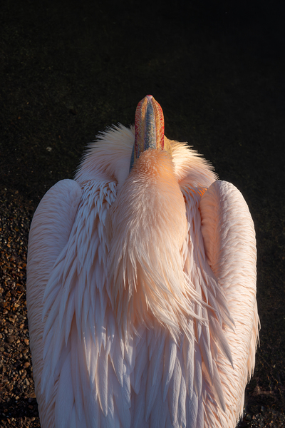 Great White Pelican Print
