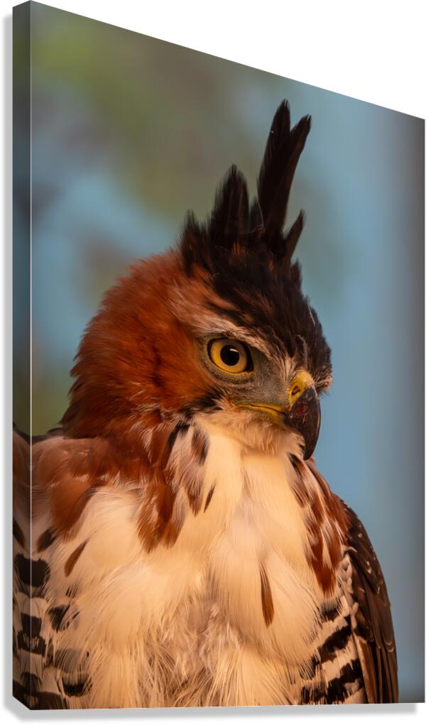 Ornate hawk-eagle Canvas Print