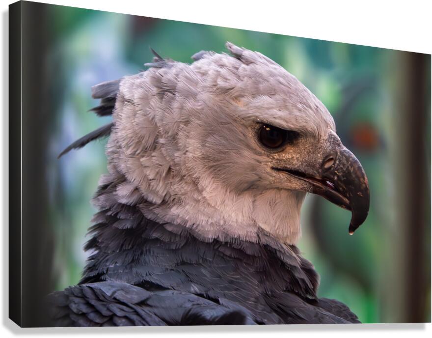 Harpy eagle Canvas Print