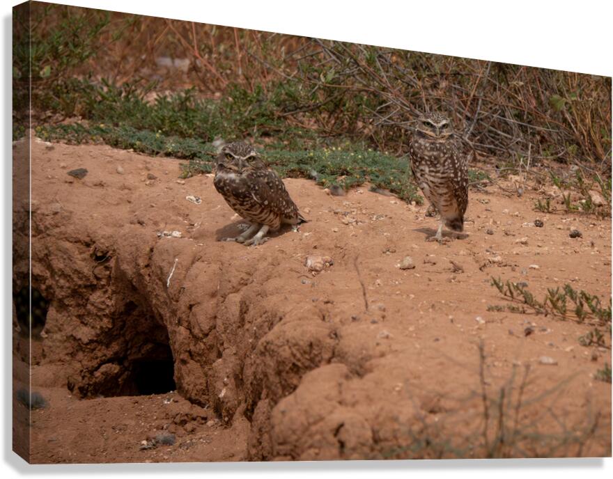 Burrowing Owls Canvas Print
