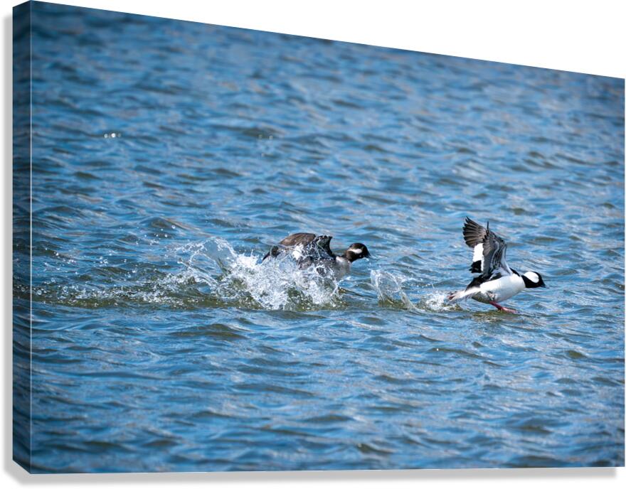 Bufflehead Ducks Canvas Print