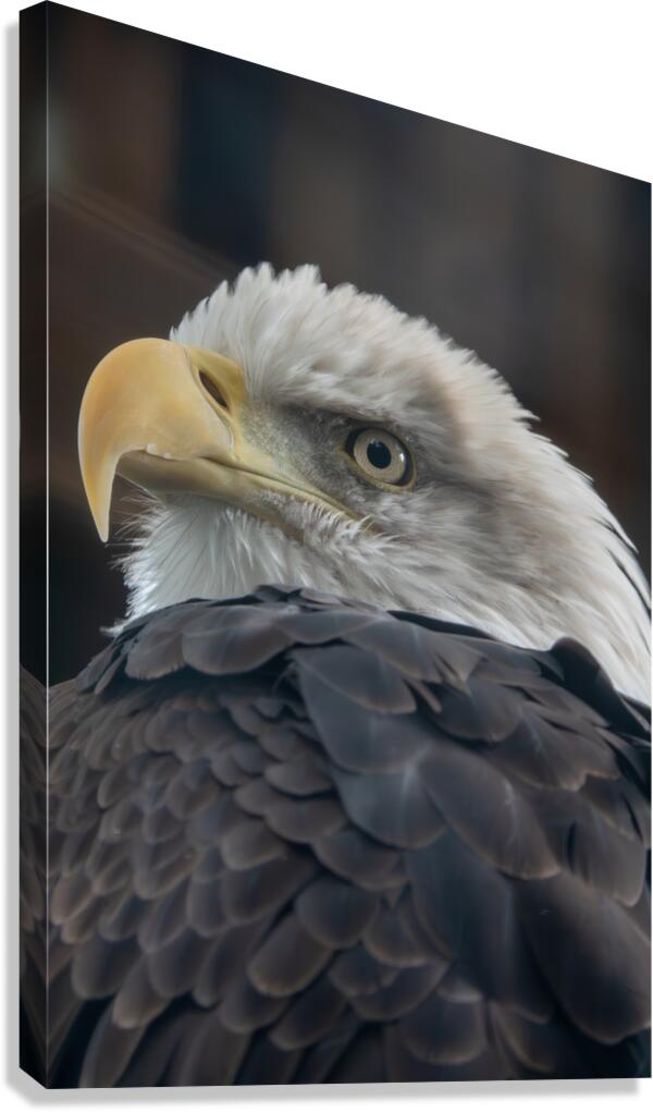 Bald Eagle Canvas Print