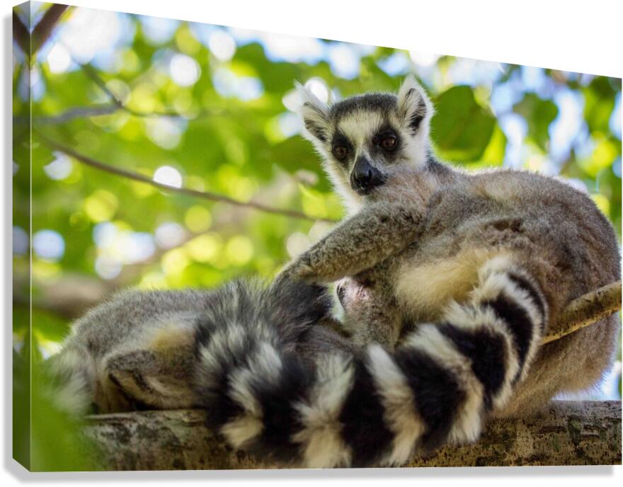 Ring-tailed Lemur Canvas Print