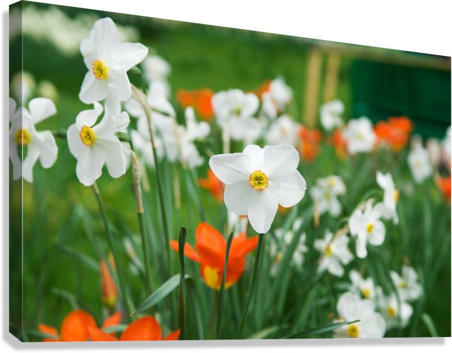 White Daffodil Canvas Print