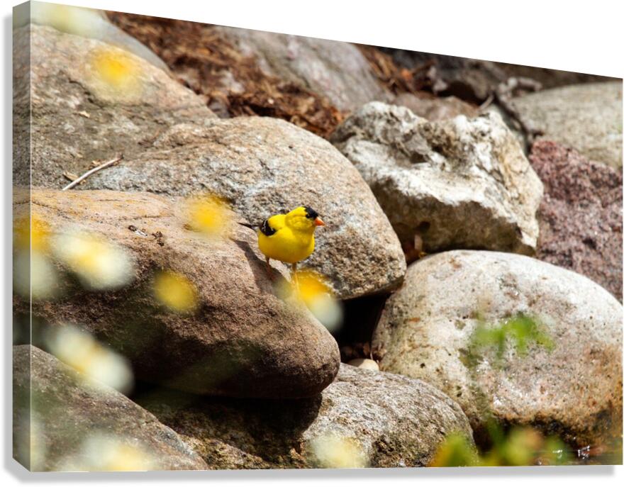 Goldfinch Canvas Print
