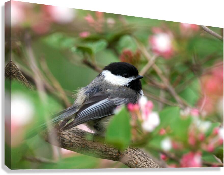 Chickadee Canvas Print