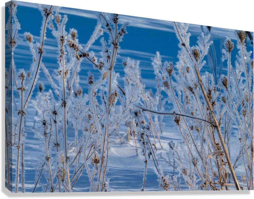 Ice Crystals Canvas Print