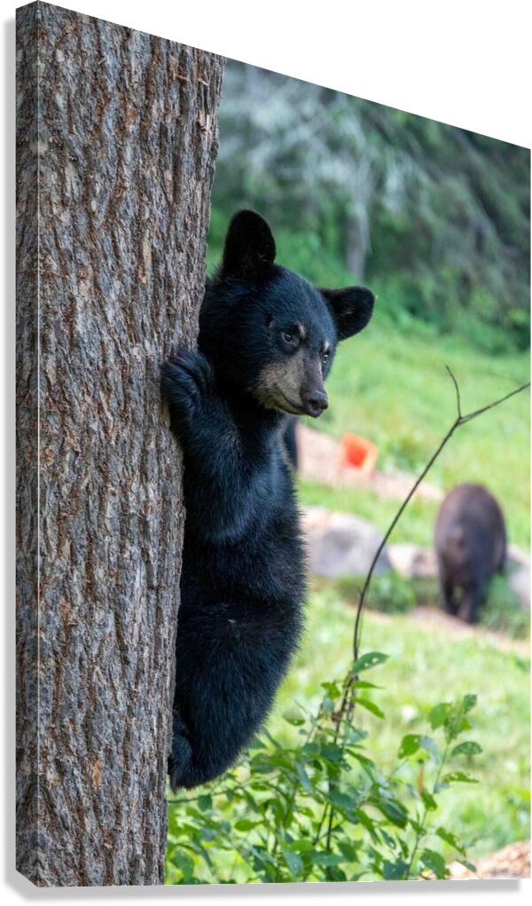 Black Bear Cub Canvas Print