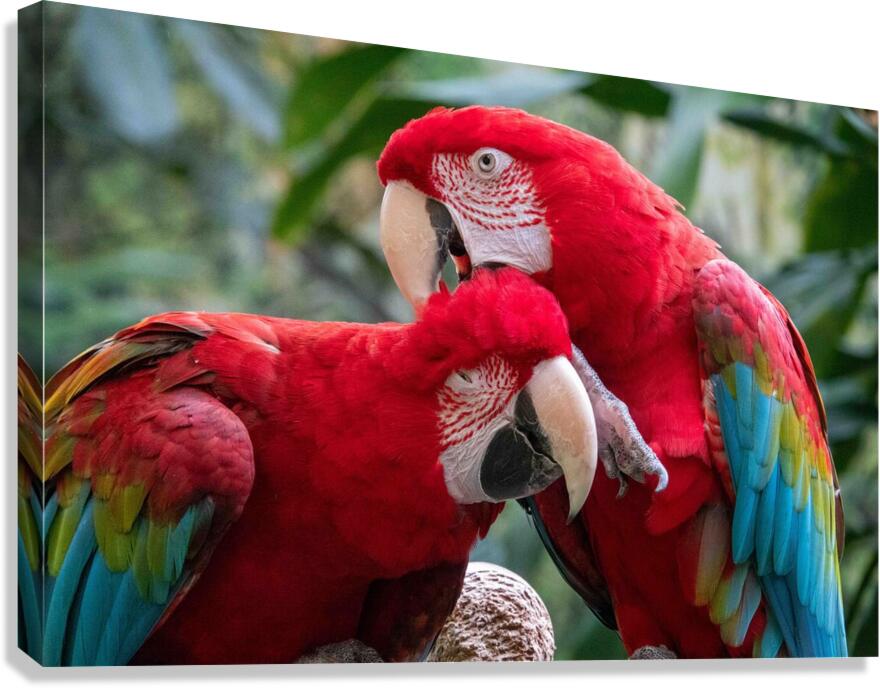 Macaws Canvas Print