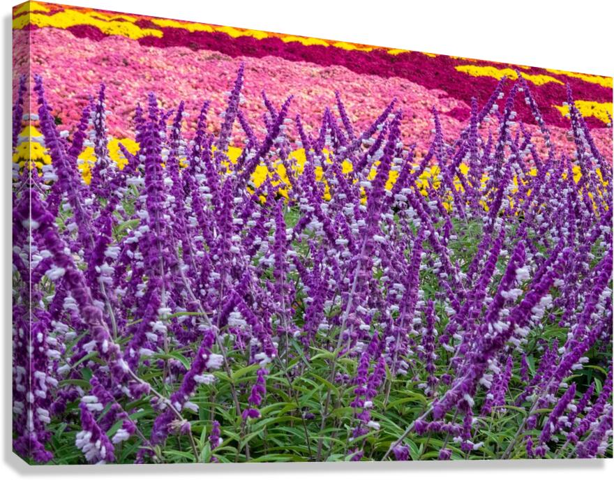 Skullcap Flowers Canvas Print