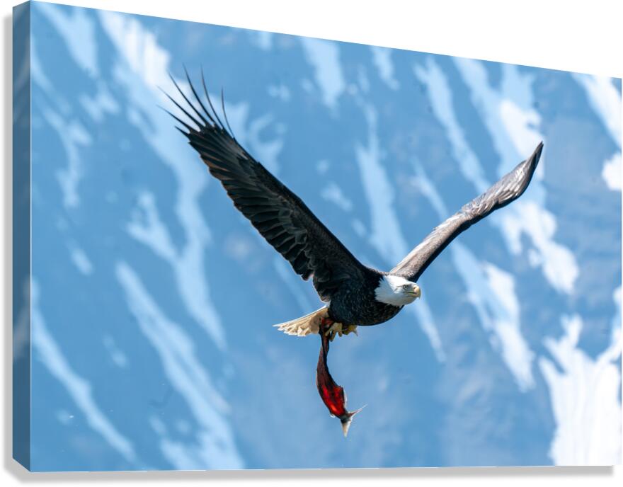Fishing Bald Eagle Canvas Print
