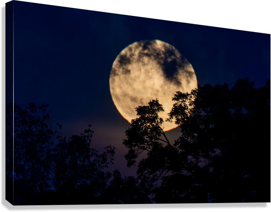 Moon Lit Night Canvas Print