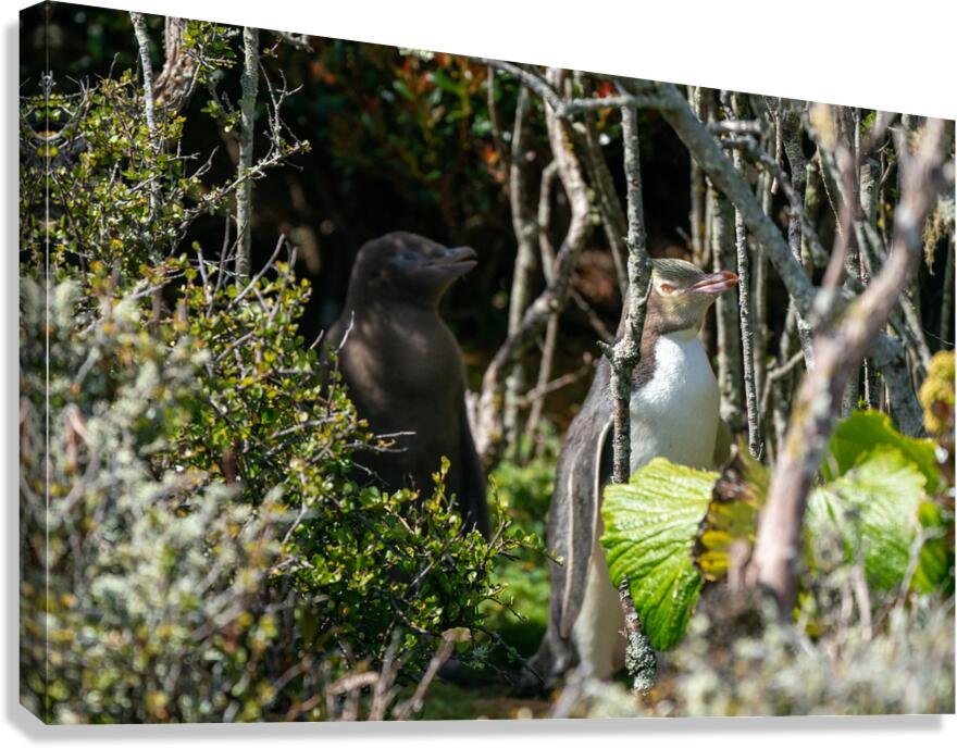 Yellow-eyed Penguin Canvas Print