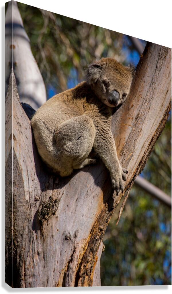 Koala Canvas Print