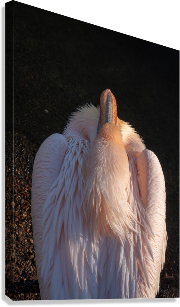 Great White Pelican Canvas Print