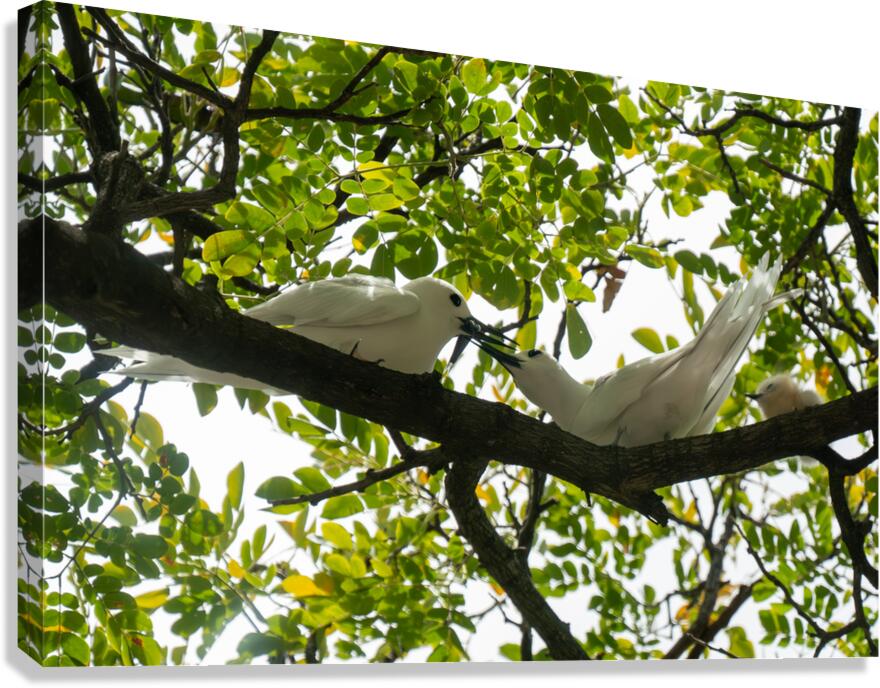 White Terns Canvas Print